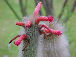 cactus.jpg (15674 bytes)