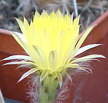 yellow.jpg (26729 bytes)